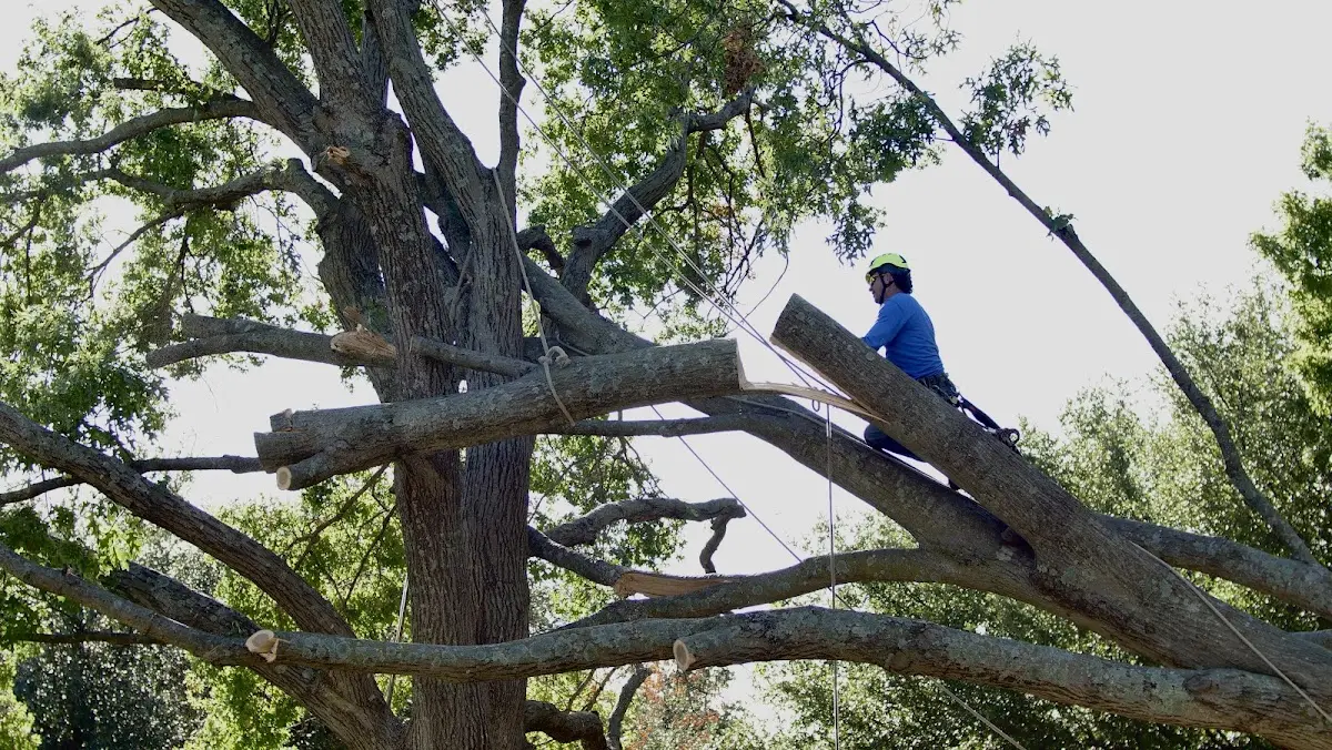 Professional Hazardous Tree Removal performed by certified arborists in Larned